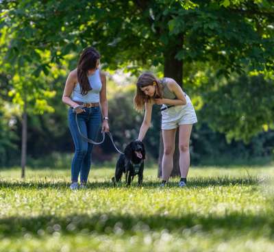 Animals and your mental health - How they can support your wellbeing and recovery 